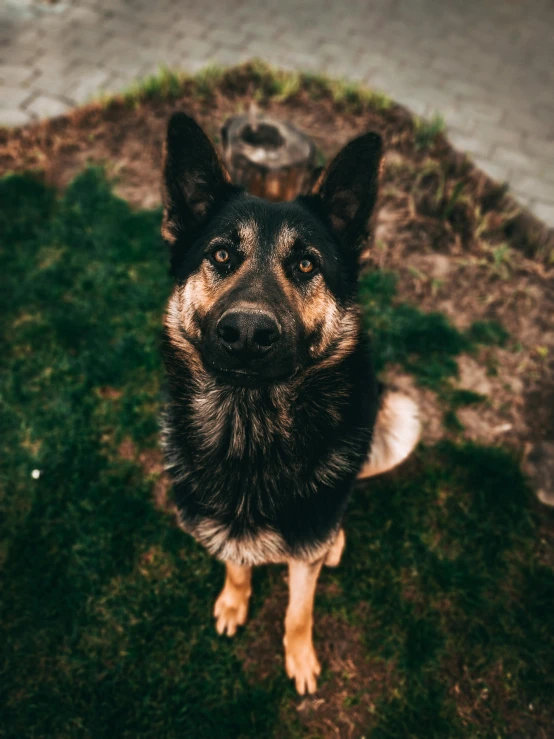 a dog looking at the camera in the yard