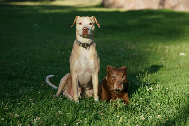 two large dogs that are sitting in the grass