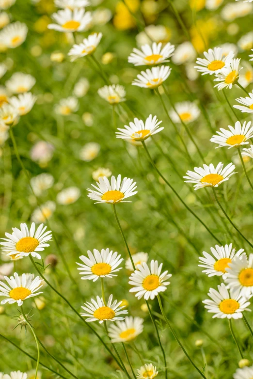 some white and yellow flowers with grass in the background