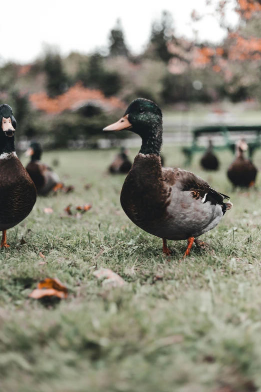 ducks in a grassy field are walking around