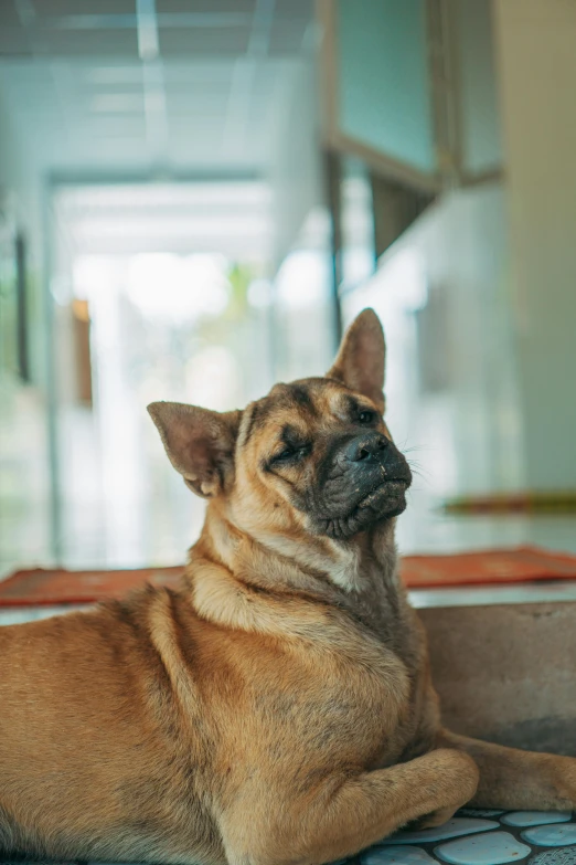 a small dog resting on a chair with its eyes open