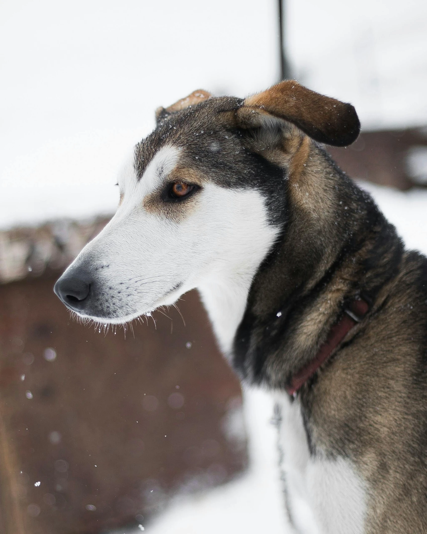 a dog that is standing in the snow