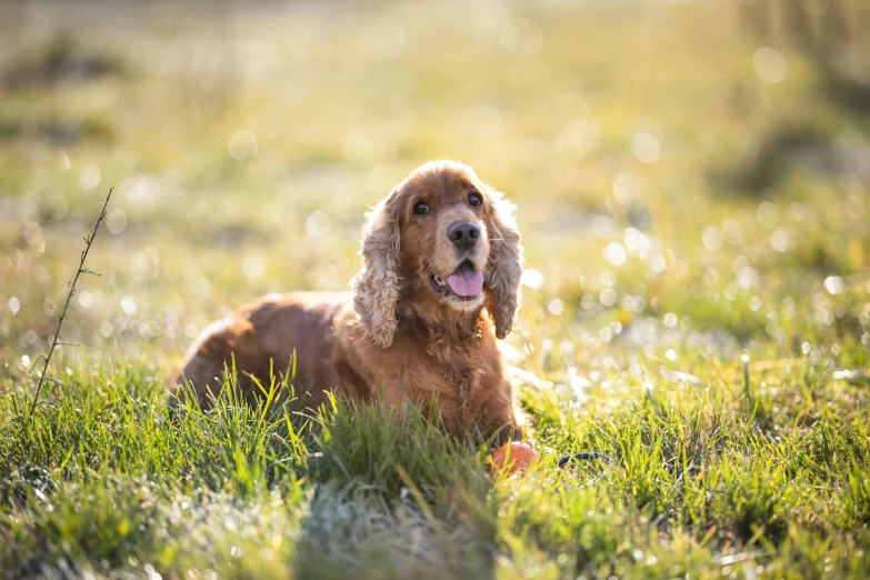 a brown dog laying in the grass next to some bushes