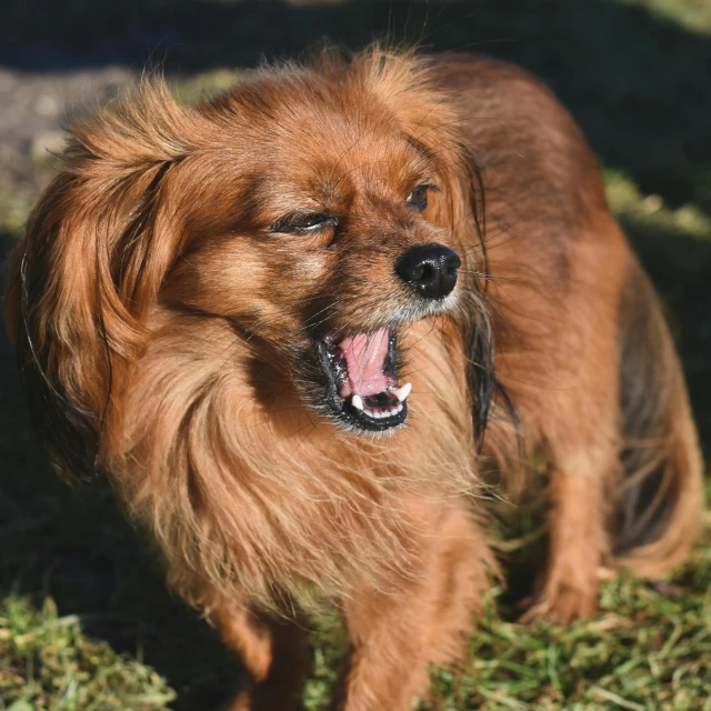 a dog with brown fur stands in the grass