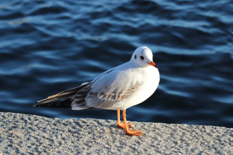 a seagull standing on the edge of a sandy beach