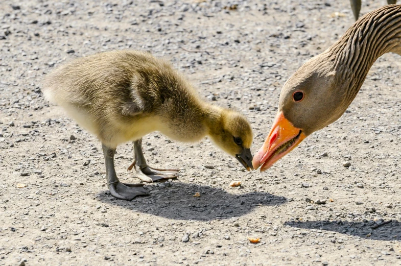 small bird feeding from its mother on the ground