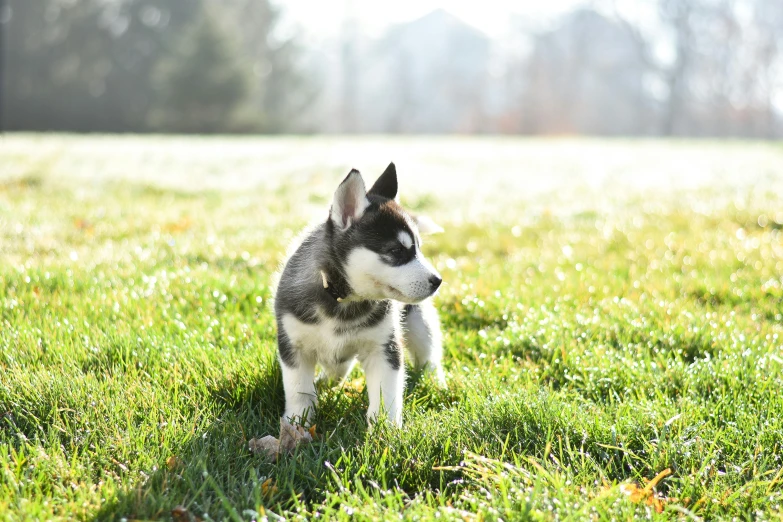 a small dog in the grass during the day