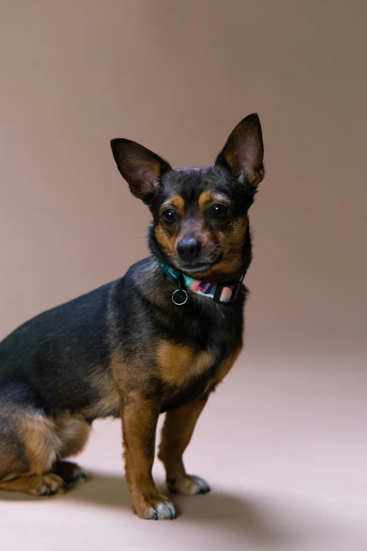 a small dog wearing a green collar is sitting and looking up