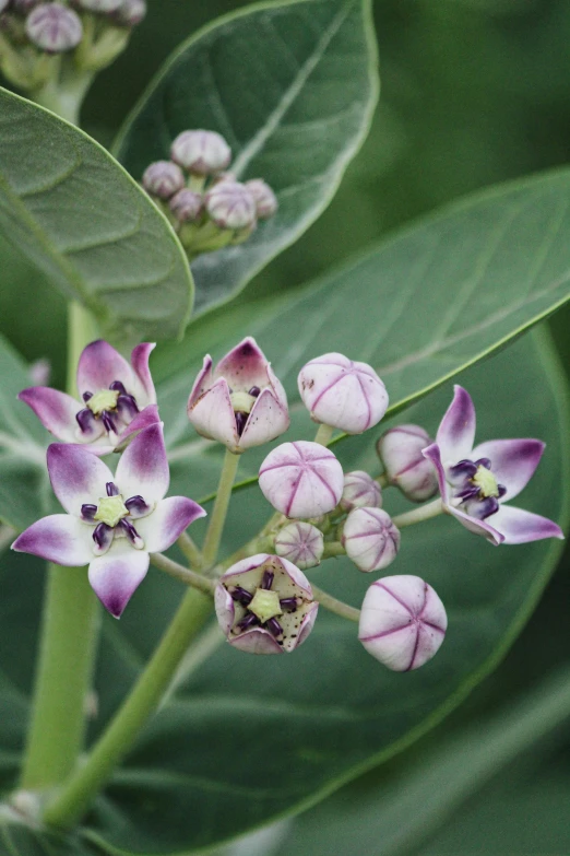 a flower budding on a tree surrounded by leaves