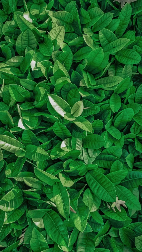 the top portion of a large green bush