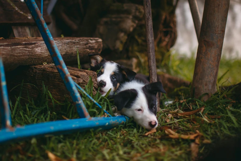 two dogs standing next to each other on a field