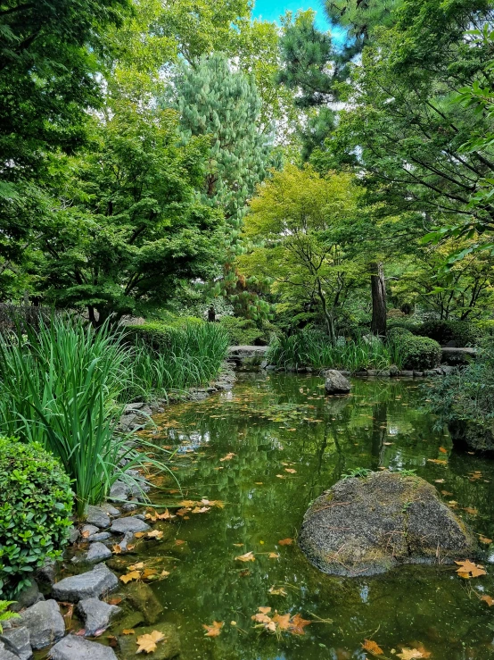 rocks surround a small pond surrounded by green trees