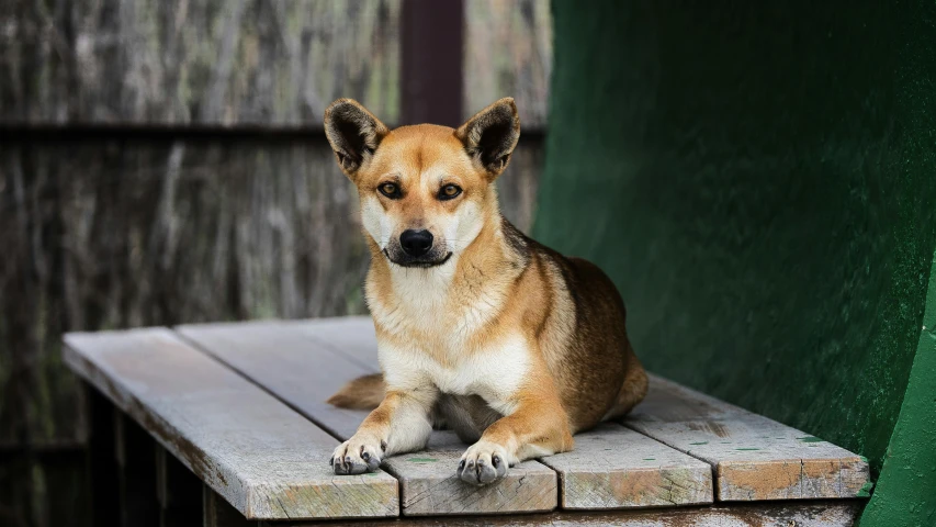 a close up of a dog on a wooden table