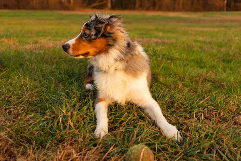 a dog sits on the grass while looking at soing