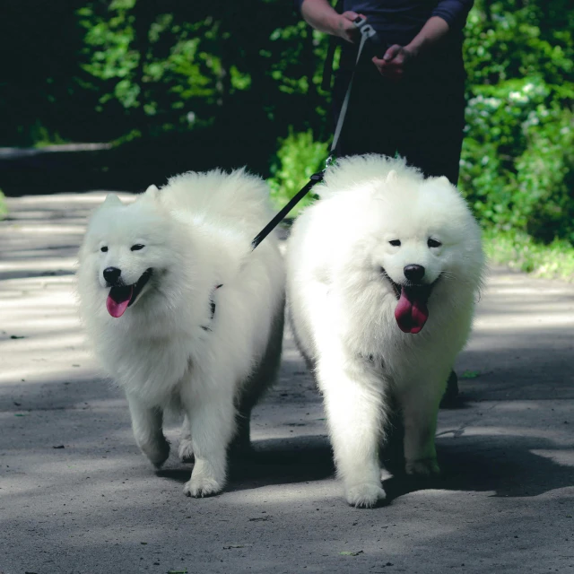 two small white dogs walk down a dirt path
