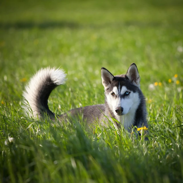 a husky sitting in the grass outside