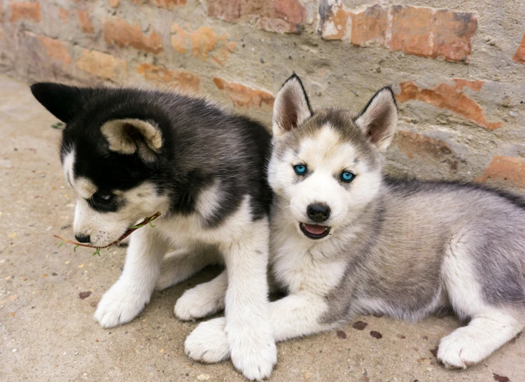 two puppy dogs, one black and one white, sit on the ground