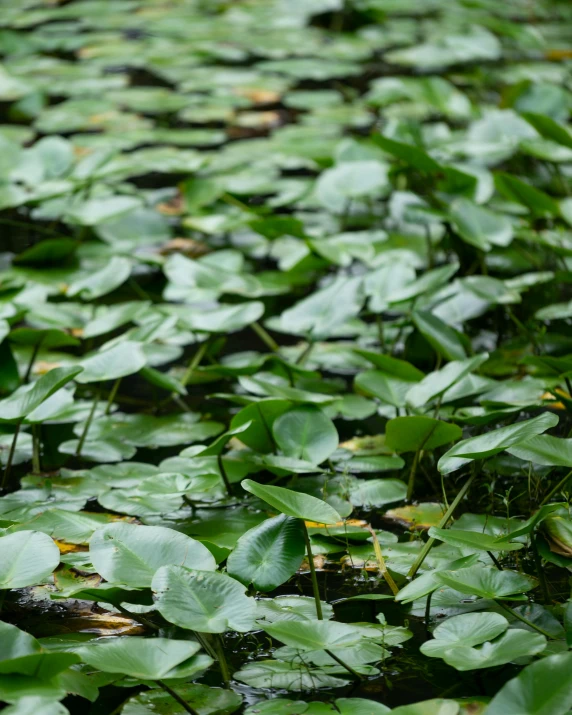 water plants floating in water and green leaves