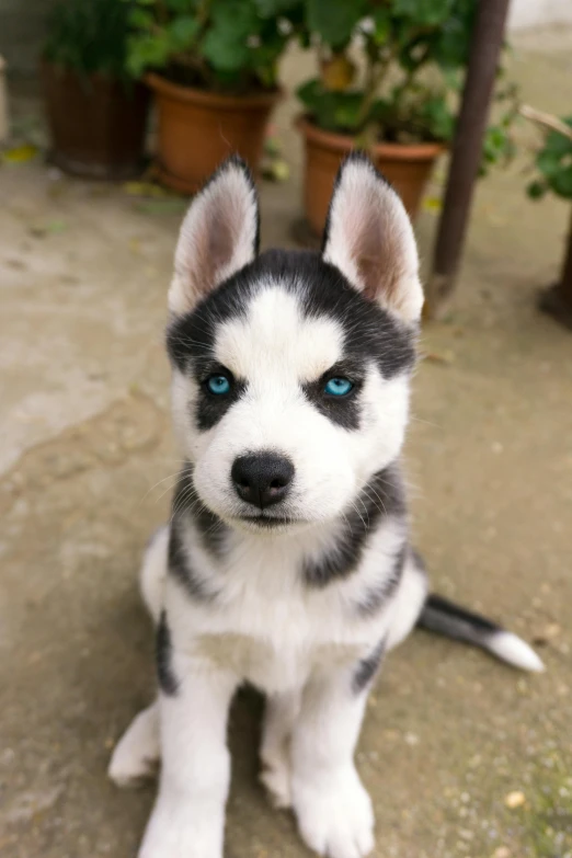 a puppy with blue eyes sits in front of potted plants