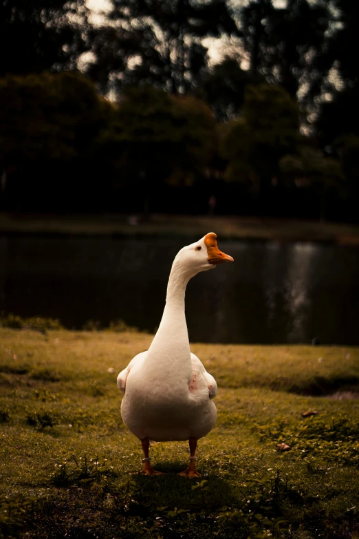 a duck is standing in front of a body of water