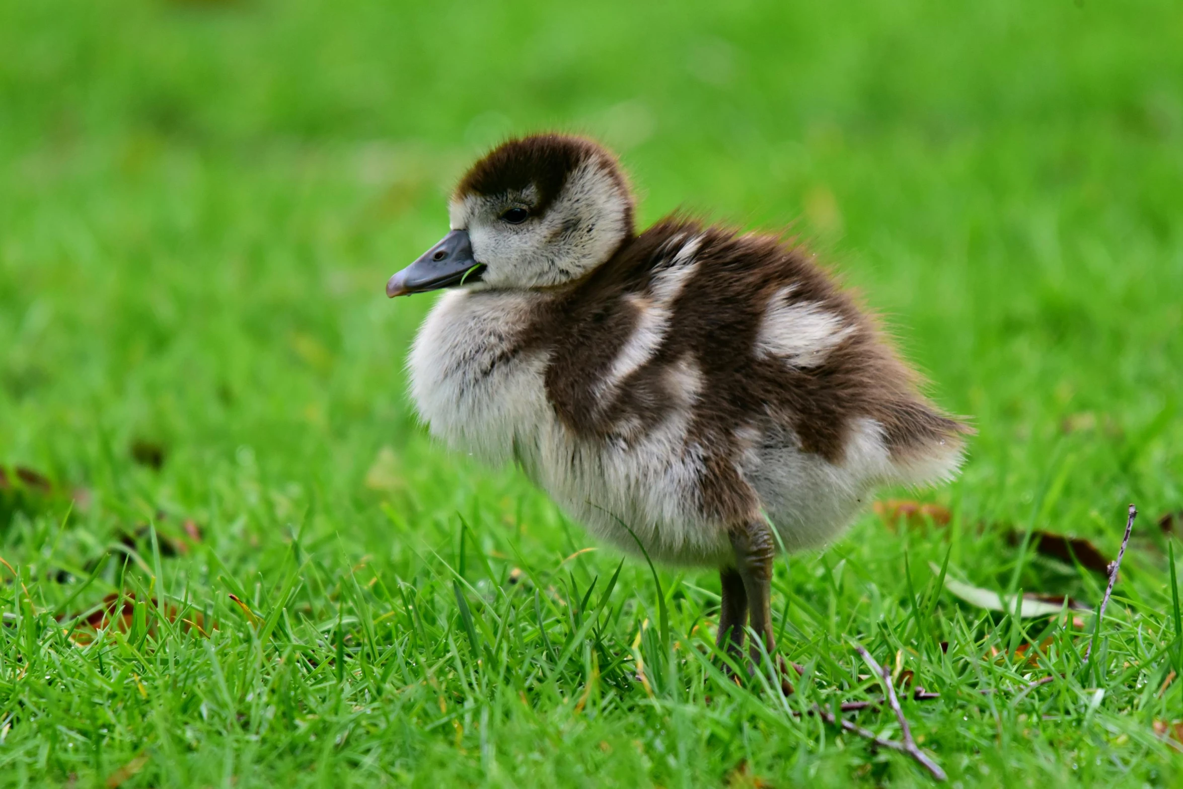 a little baby duck in the grass is looking around