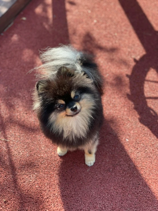 the small dog is standing on the carpet