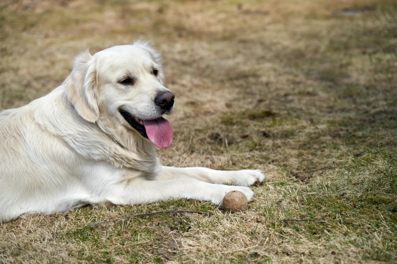 the large dog is laying down on the ground