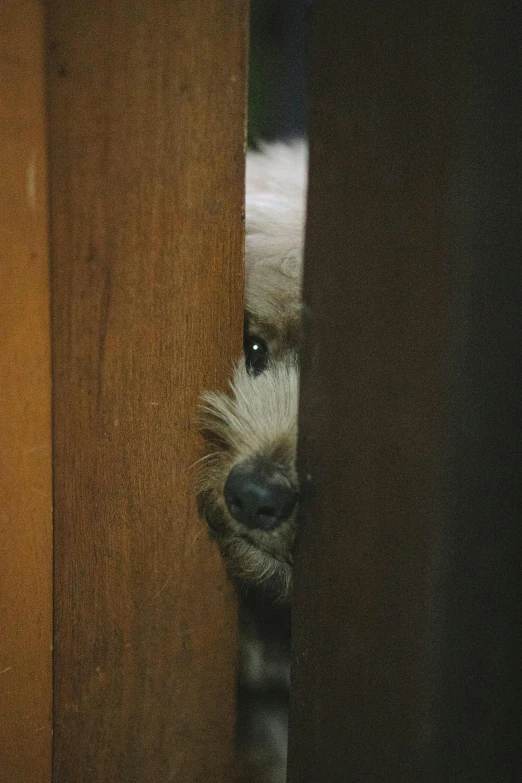 a cat peeks through a wooden frame