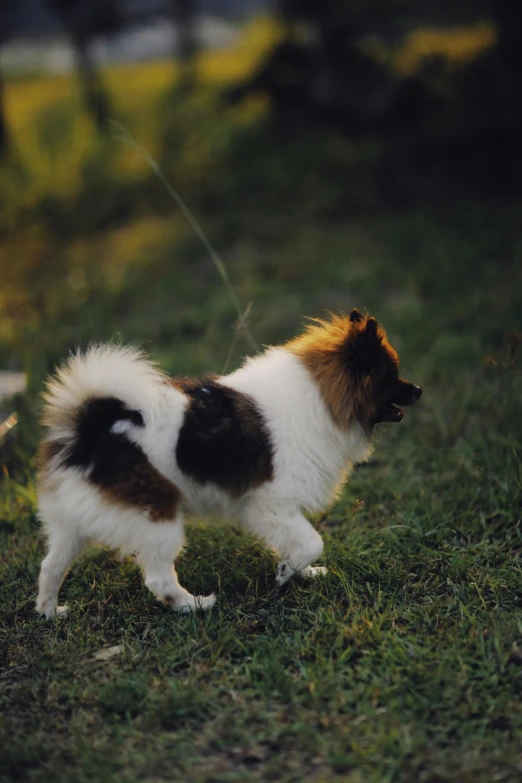 a white and brown dog standing on top of green grass