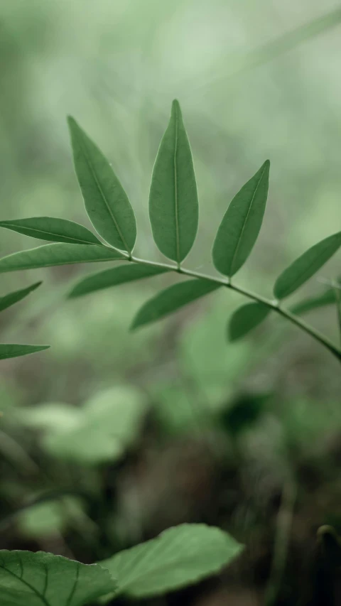 a nch with green leaves in the foreground