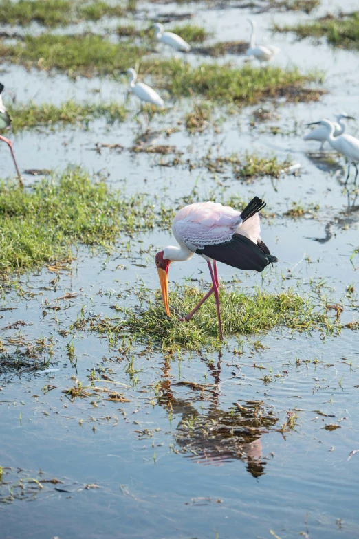 a bird with a long beak standing in water