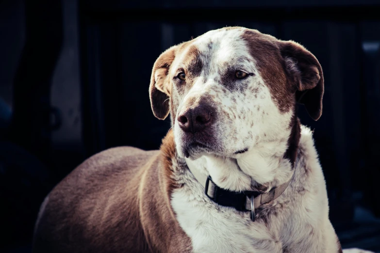 a dog with it's head tilted down and staring into the camera