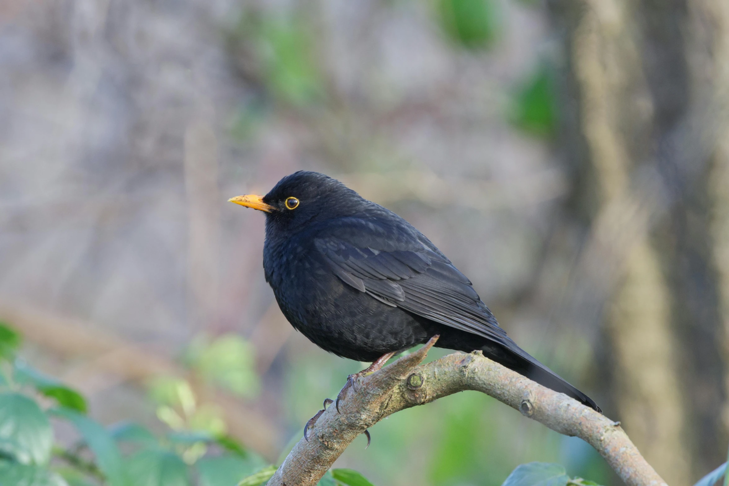 a black bird perched on top of a tree nch