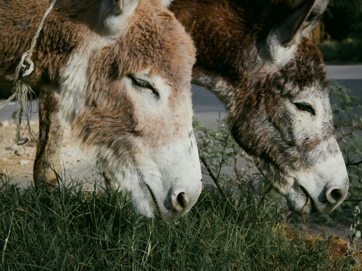 two donkeys grazing in a field with long grass