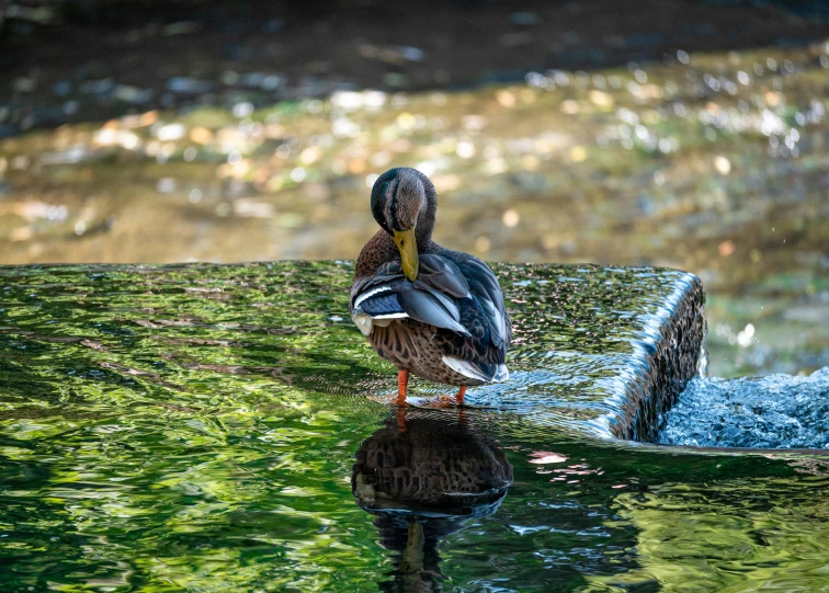 a brown duck with a long beak standing on the bank