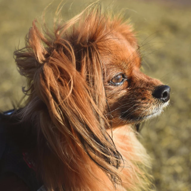 an orange dog with long hair on its head