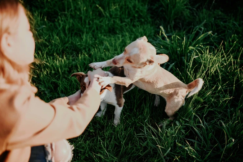 a woman is standing with two little puppies