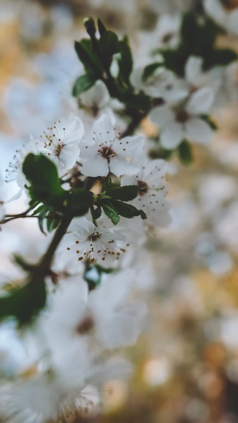 white blossomed flowers in closeup against blue sky