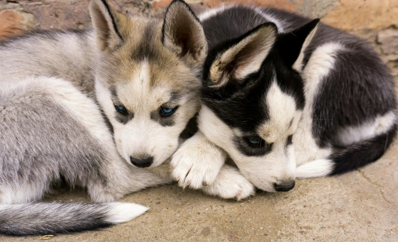 two dogs laying side by side together on a patio