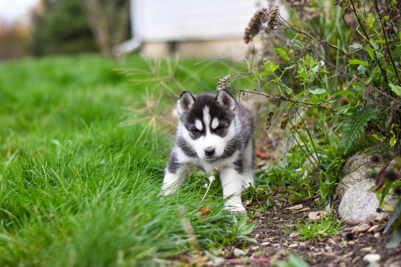 a husky dog is standing near some tall grass