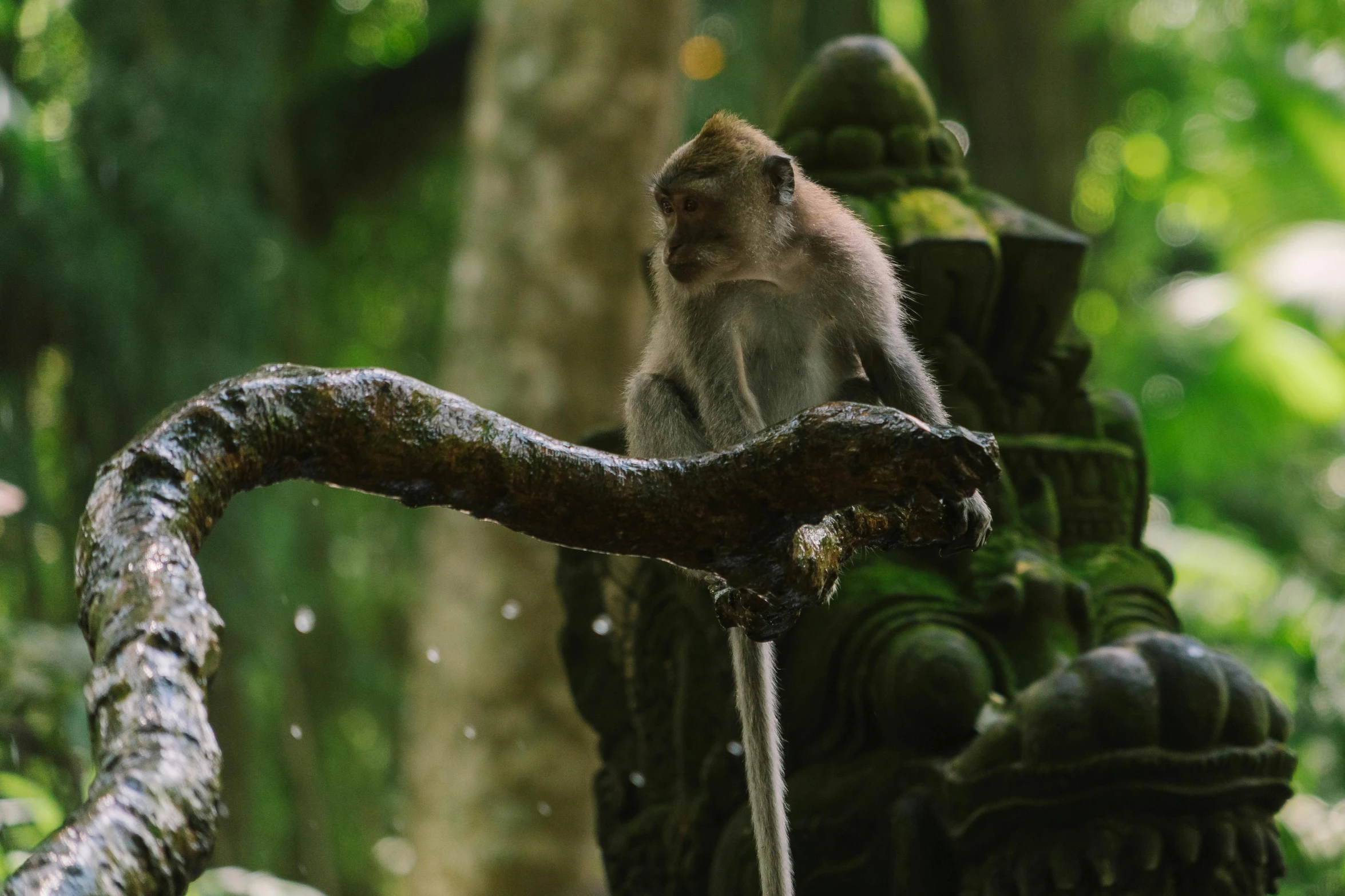 a long legged, young monkey sits on the limb of a small tree, in a tropical rain forest