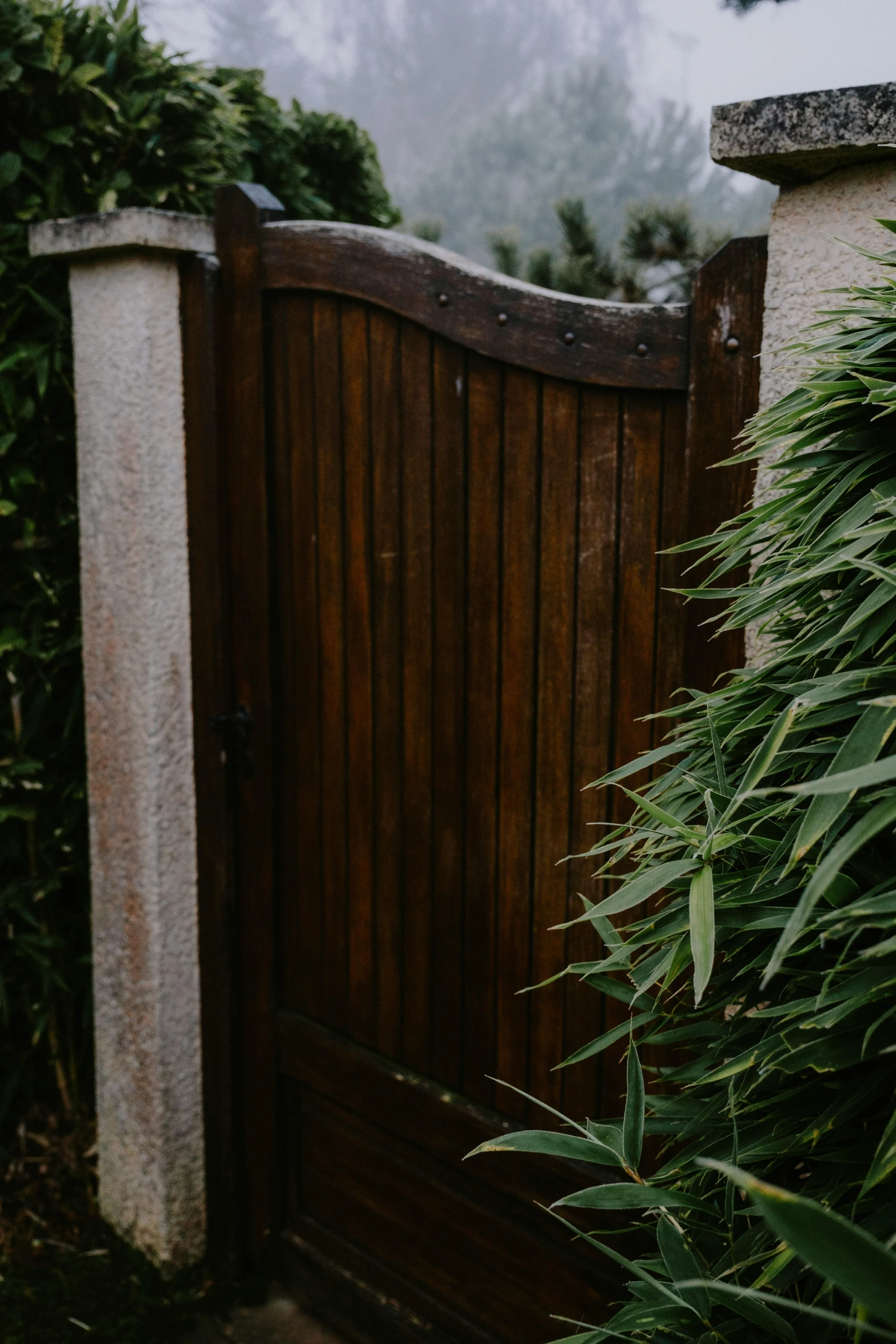 a tall bamboo plant sitting next to a wooden gate