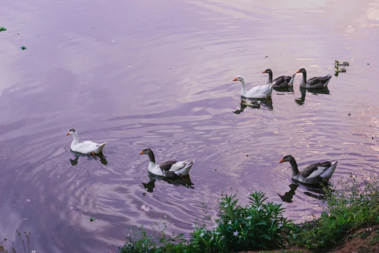 several geese swimming in a lake next to some small vegetation