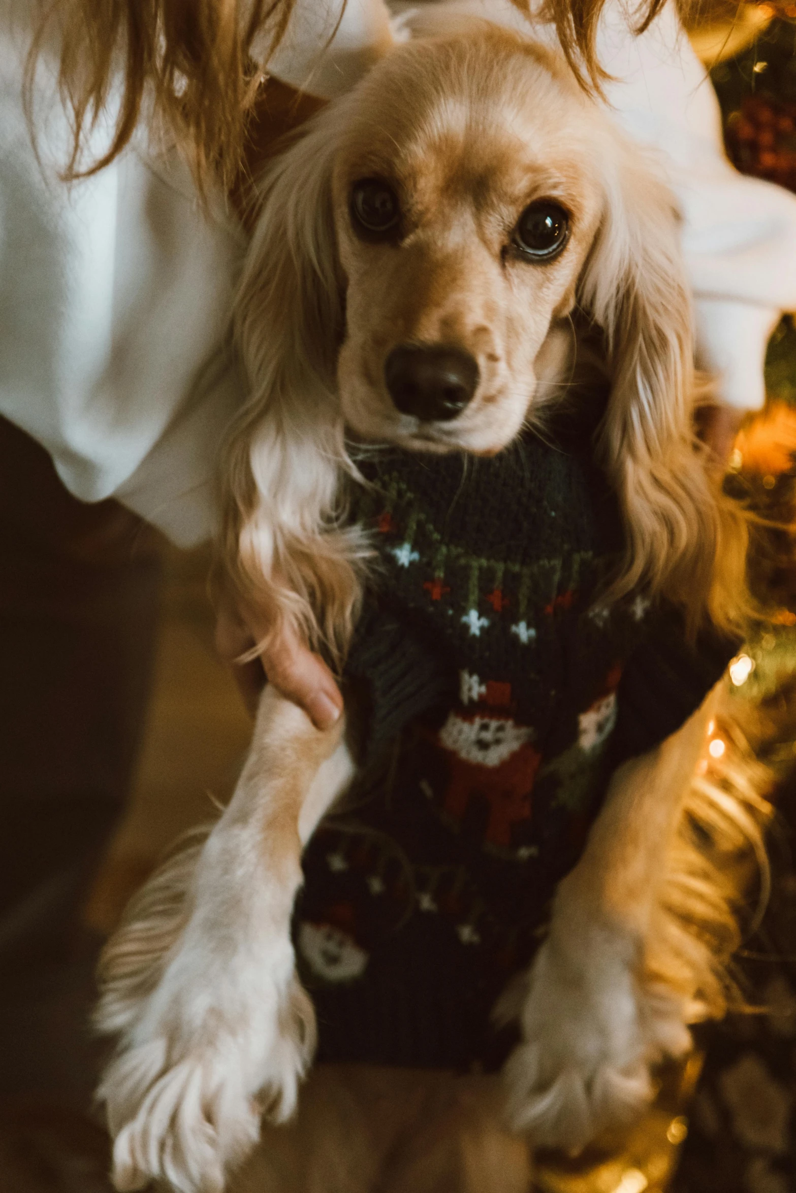 a brown dog sitting next to a person