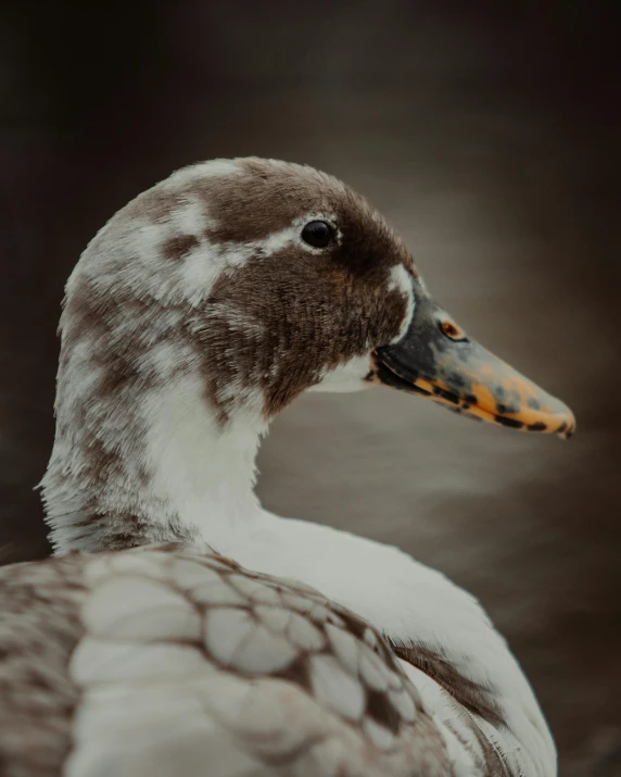 a duck with an orange head and yellow beak