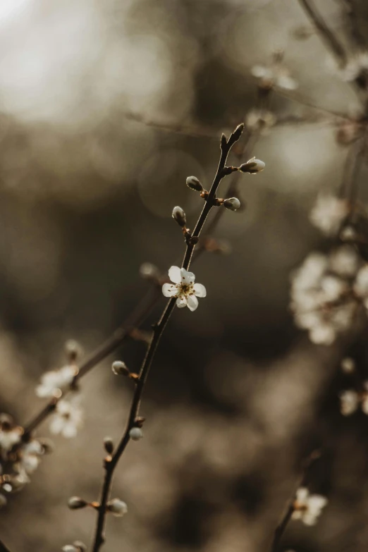 a close up of a nch with flowers