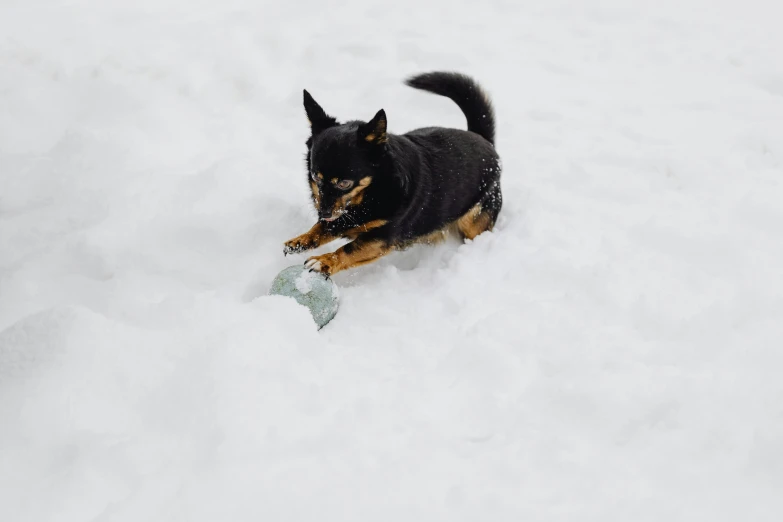 a black and tan dog running through a white field of snow