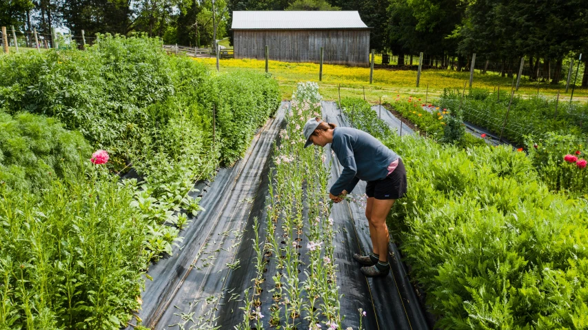 man tending to plants growing on tracks on farm