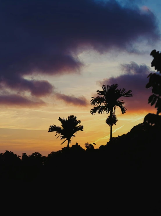 three trees stand at sunset on a hill