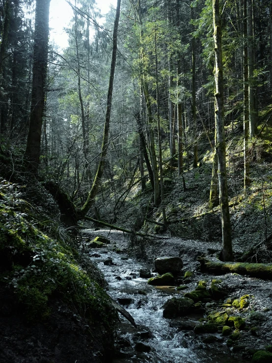 the view of a stream running through a green forest